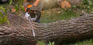 Best Tree Trimming and Pruning  in Montrose, CO