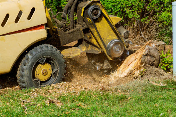 How Our Tree Care Process Works  in  Montrose, CO