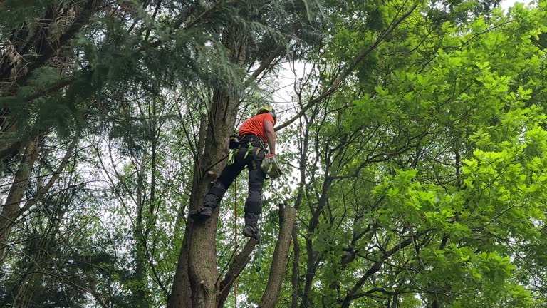 Best Tree and Shrub Care  in Montrose, CO