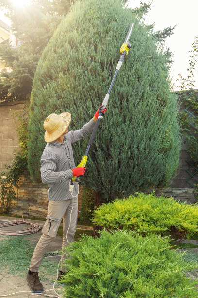 Trusted Montrose, CO Tree Services Experts